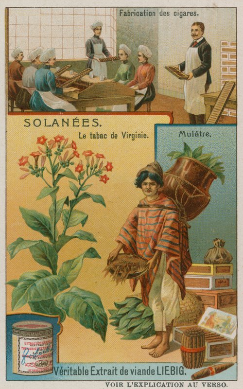 Nicotiana oder Tabak von European School