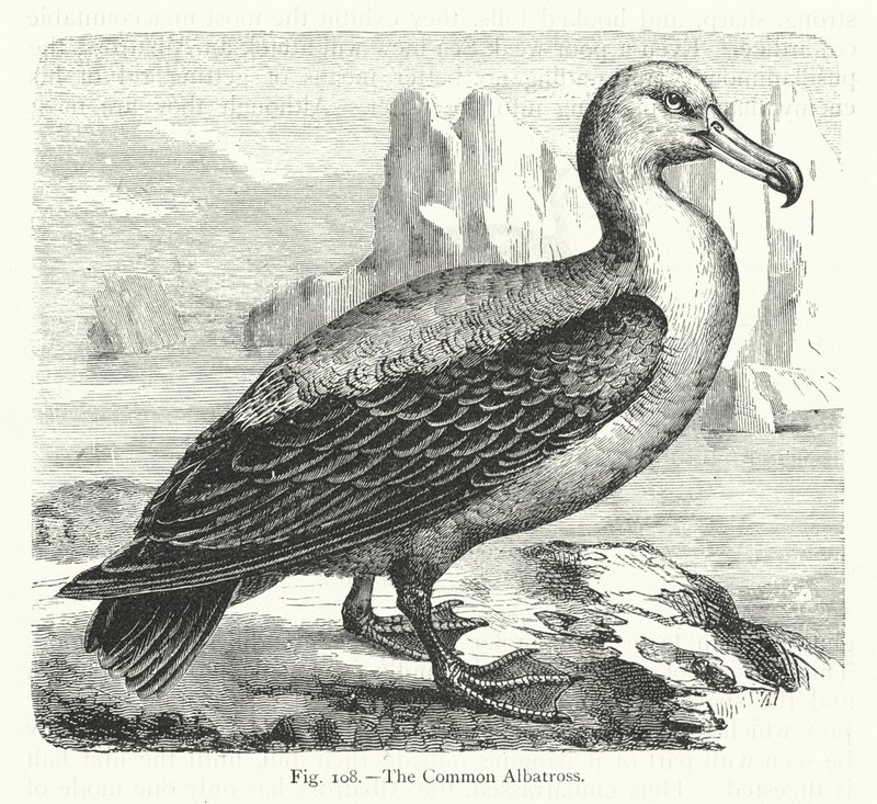 Der Gemeine Albatros von European School