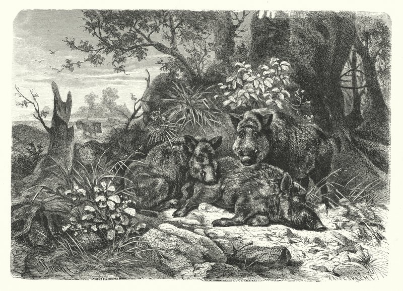 Der wilde Bär von European School
