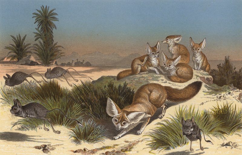 Wüstenfuchs von European School