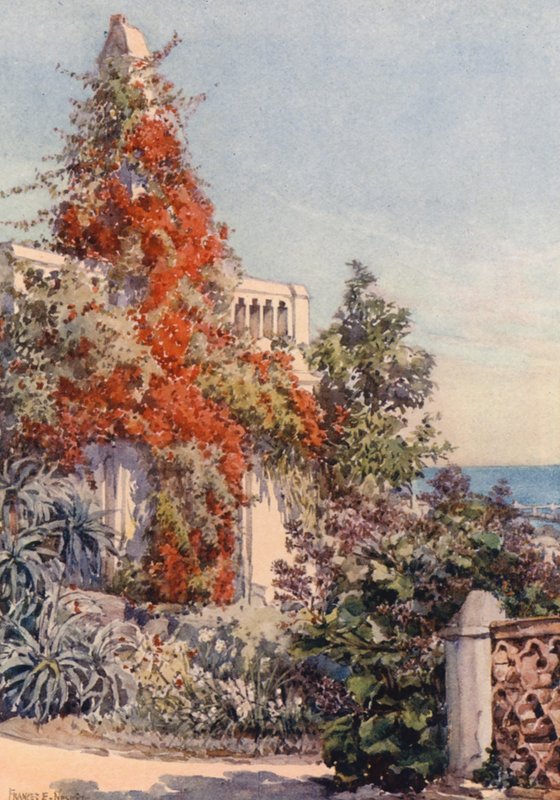 Bougainvillaea, Algier von Frances Nesbitt