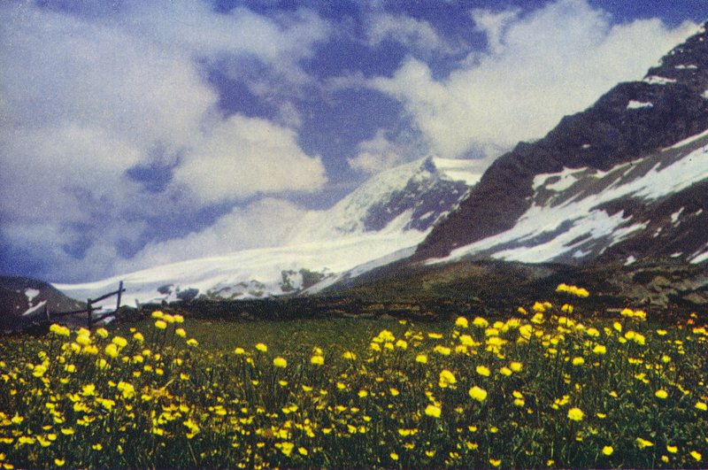 Trollius am Simplonpass von Francis Sydney Smythe