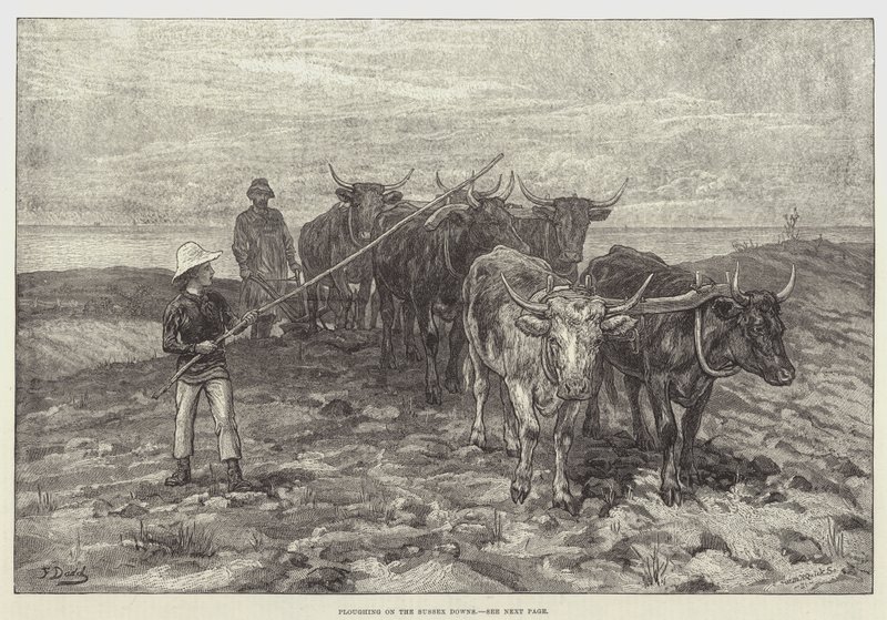 Pflügen auf den Sussex Downs von Frank Dadd