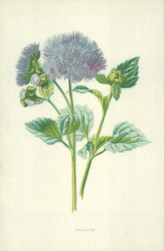 Ageratum von Frederick Edward Hulme