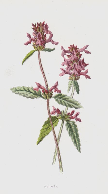 Betonie von Frederick Edward Hulme