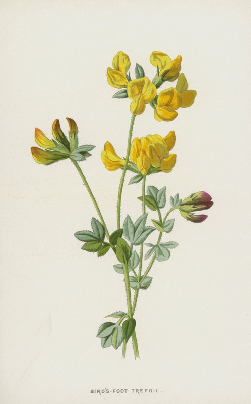 Gewöhnlicher Hornklee von Frederick Edward Hulme