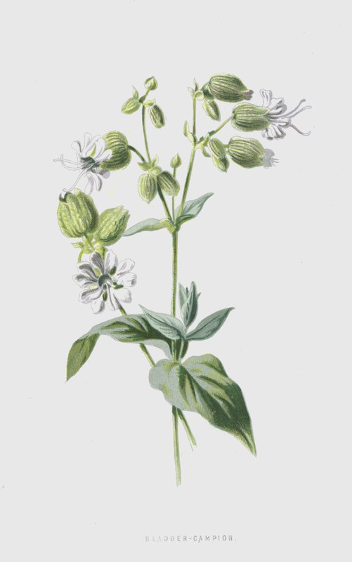 Taubenkropf-Leimkraut von Frederick Edward Hulme