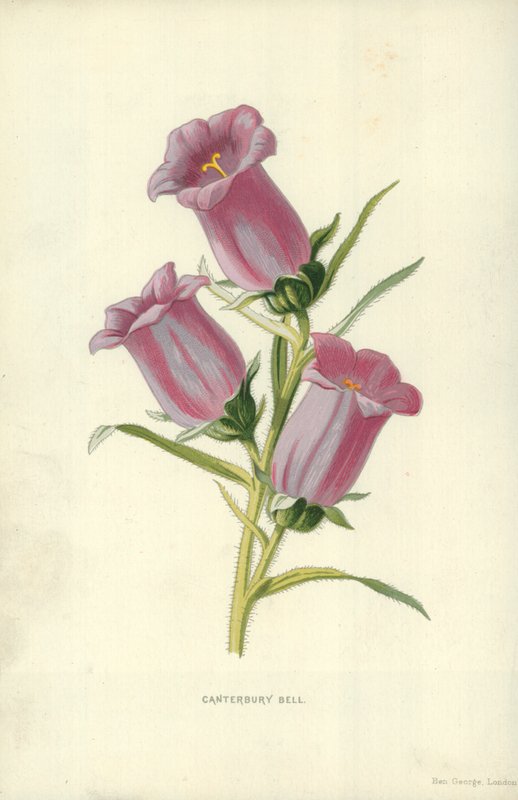 Glockenblume von Frederick Edward Hulme