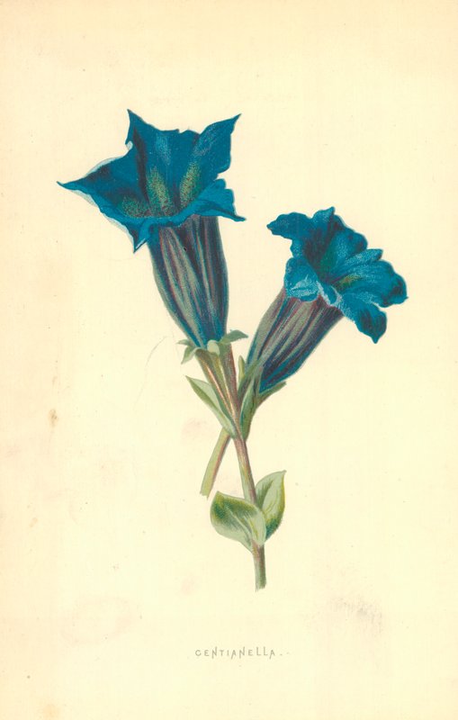 Centianella von Frederick Edward Hulme