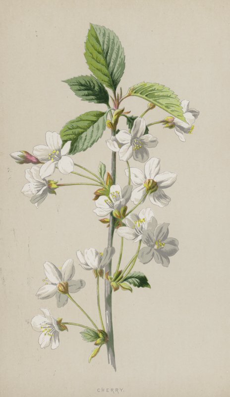 Kirsche von Frederick Edward Hulme