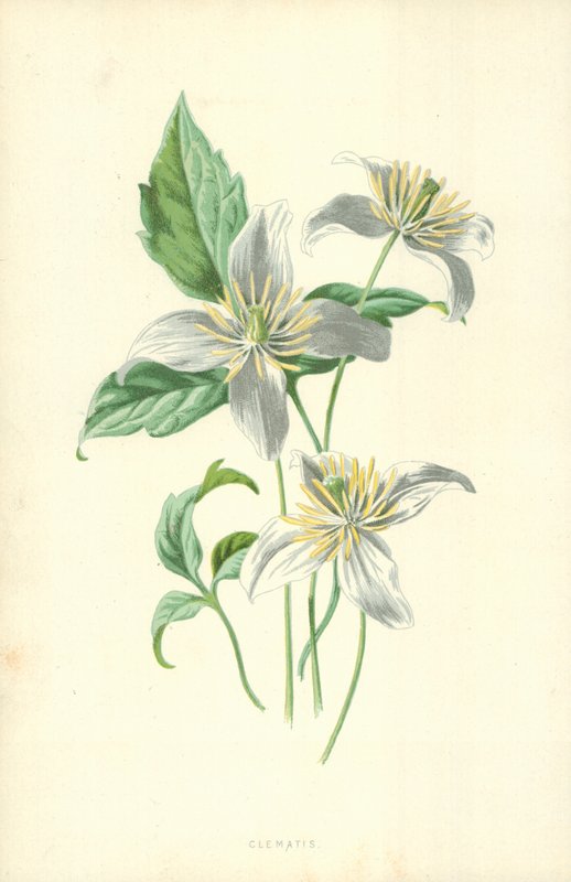 Clematis von Frederick Edward Hulme