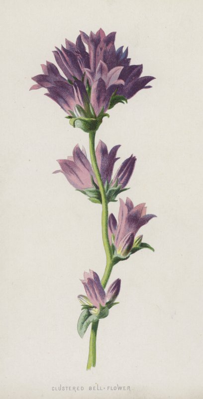 Knäuel-Glockenblume von Frederick Edward Hulme