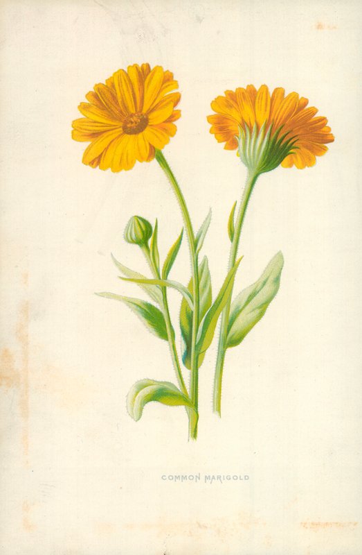 Ringelblume von Frederick Edward Hulme