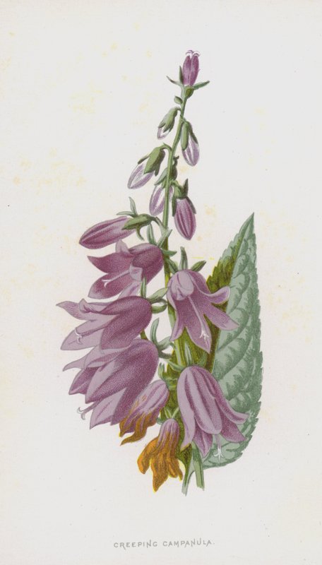 Kriechende Glockenblume von Frederick Edward Hulme