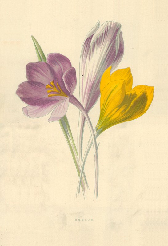 Krokus von Frederick Edward Hulme