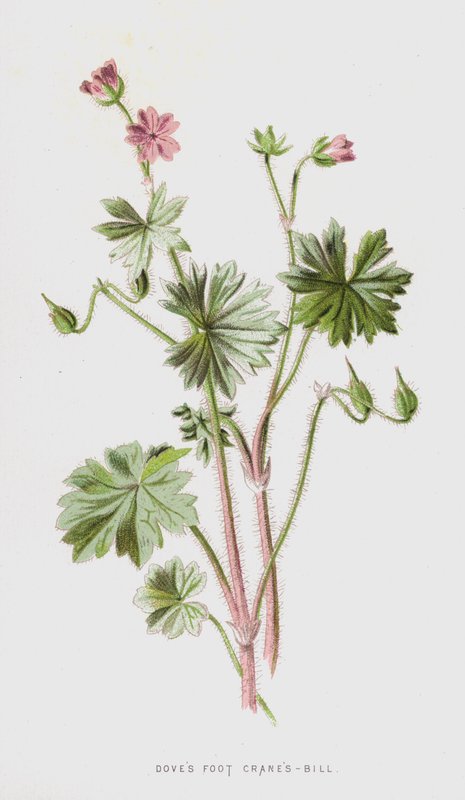 Taubenkropf-Leimkraut von Frederick Edward Hulme