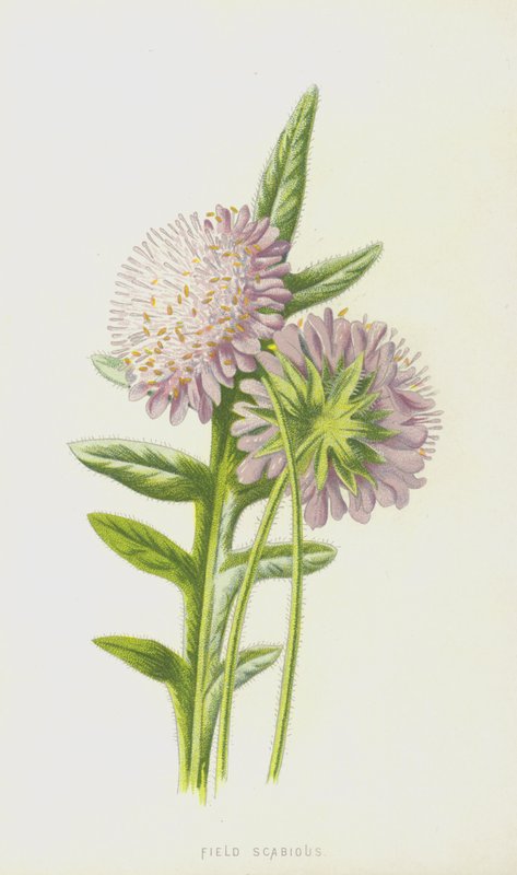 Acker-Witwenblume von Frederick Edward Hulme