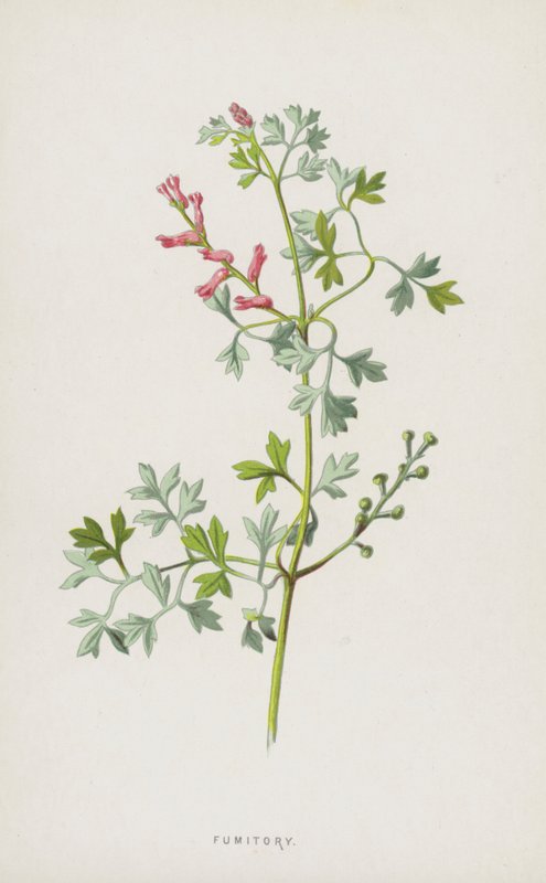 Erdrauch von Frederick Edward Hulme