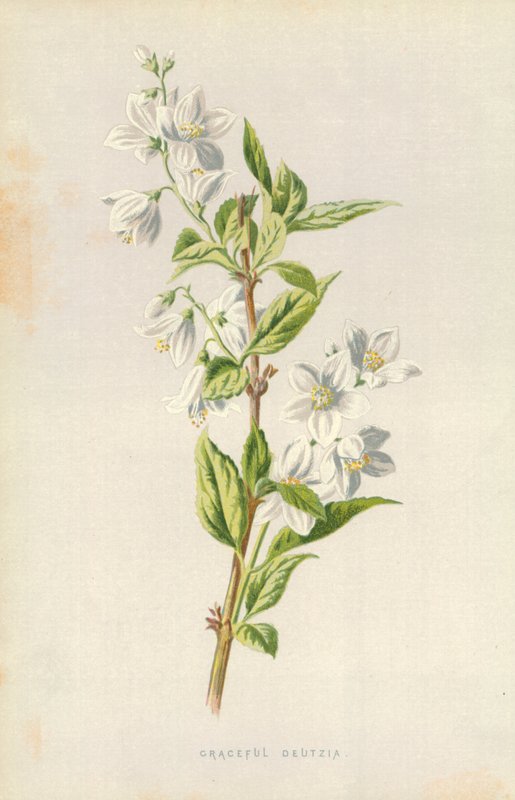 Anmutige Deutzia von Frederick Edward Hulme