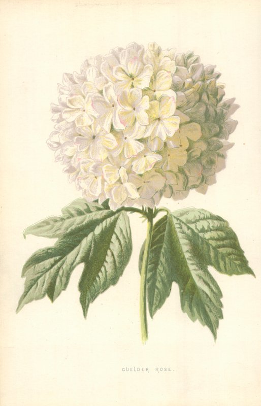 Schneeball von Frederick Edward Hulme