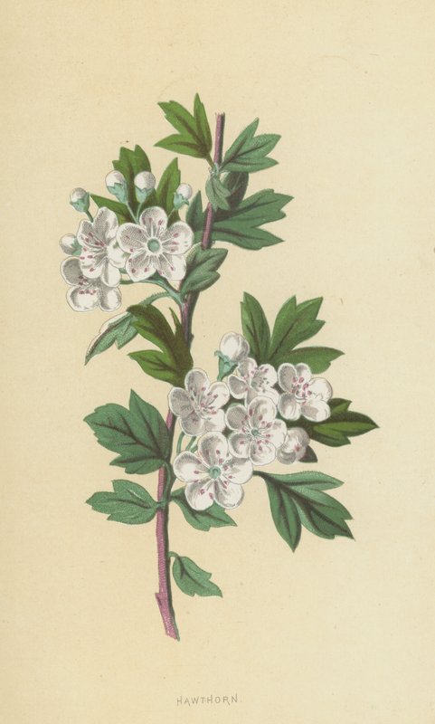 Weißdorn von Frederick Edward Hulme