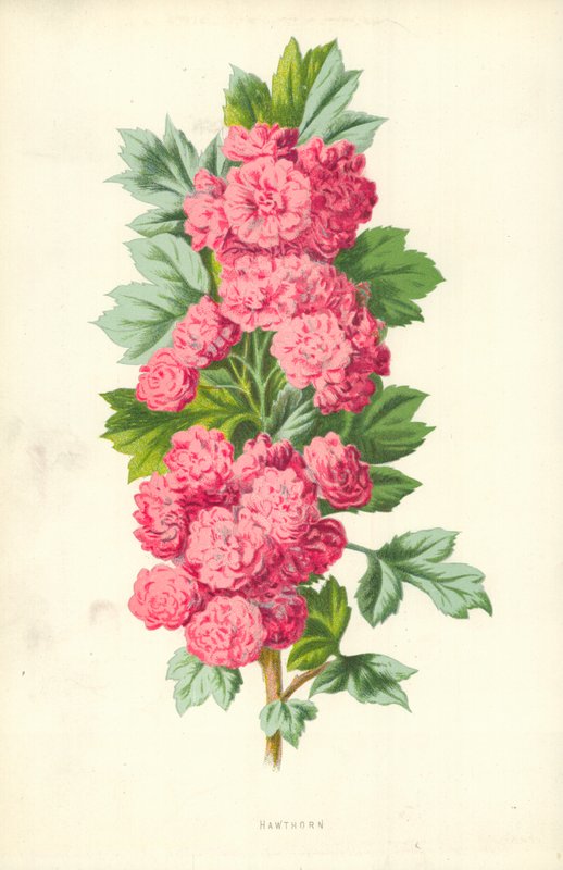 Weißdorn von Frederick Edward Hulme