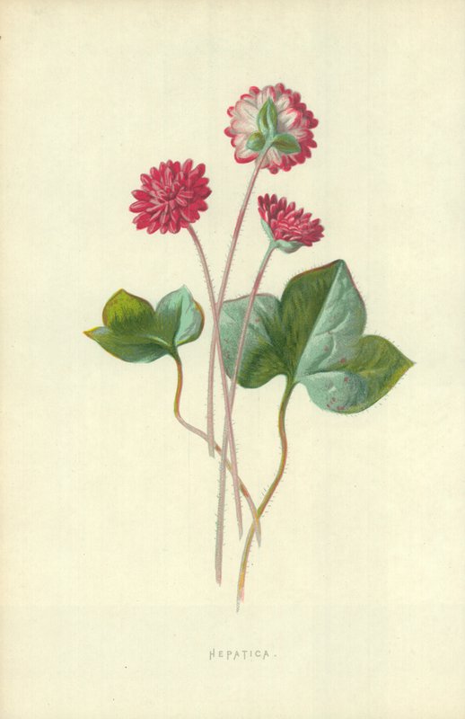 Leberblümchen von Frederick Edward Hulme