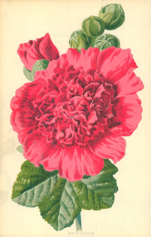 Stockrose von Frederick Edward Hulme