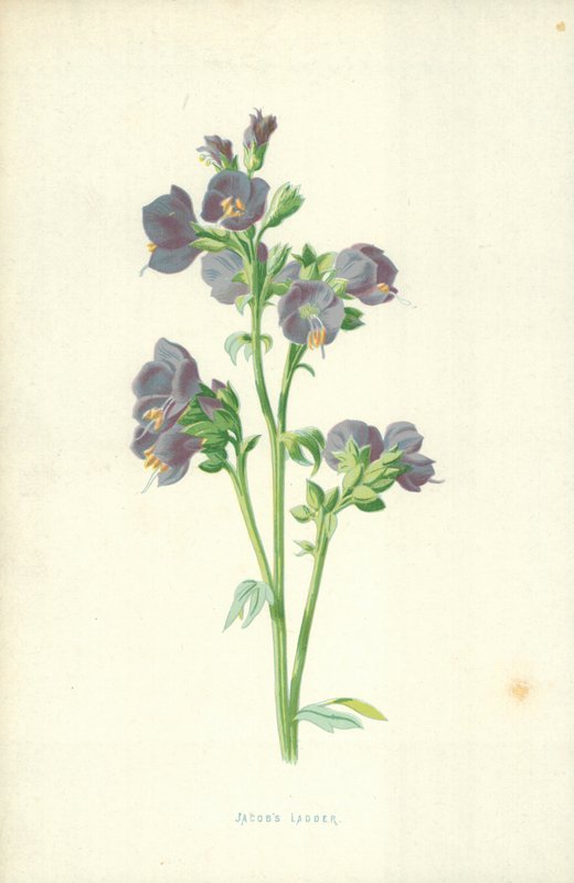 Jakobsleiter von Frederick Edward Hulme