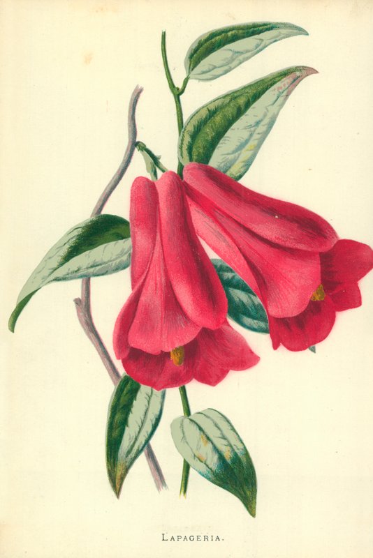 Lapageria von Frederick Edward Hulme