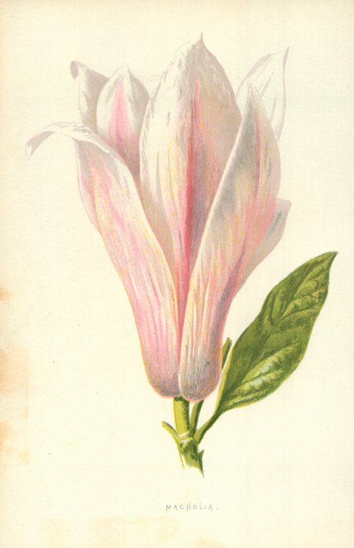 Magnolie von Frederick Edward Hulme