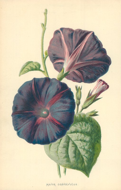 Major Convolvulus von Frederick Edward Hulme