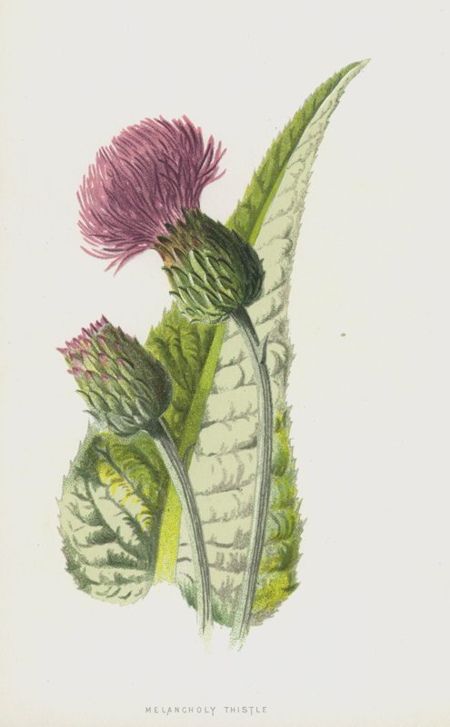 Melancholie-Distel von Frederick Edward Hulme