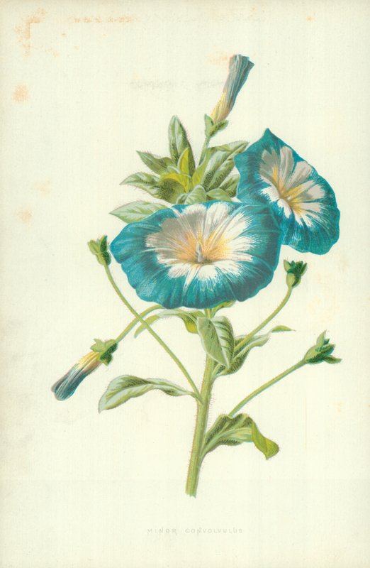 Kleine Winde von Frederick Edward Hulme