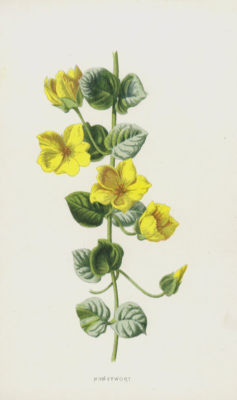 Geldkraut von Frederick Edward Hulme