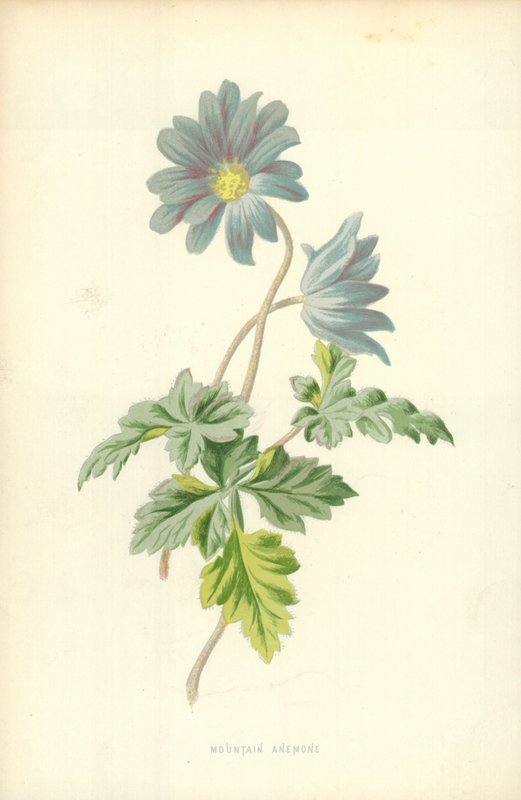 Berganemone von Frederick Edward Hulme