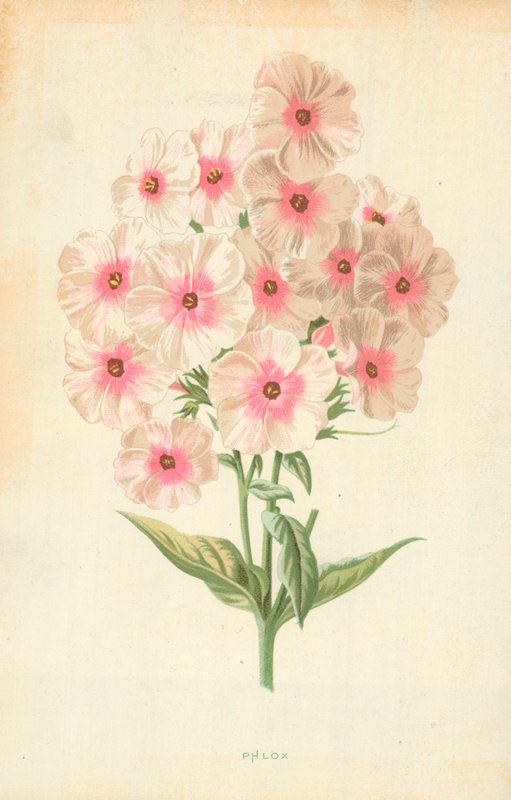Phlox von Frederick Edward Hulme