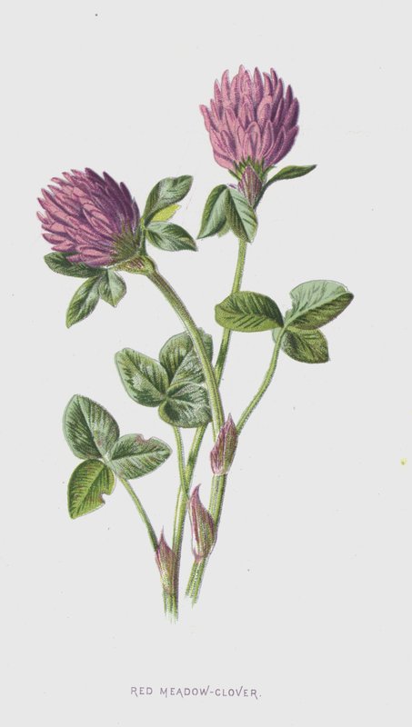 Rotklee von Frederick Edward Hulme