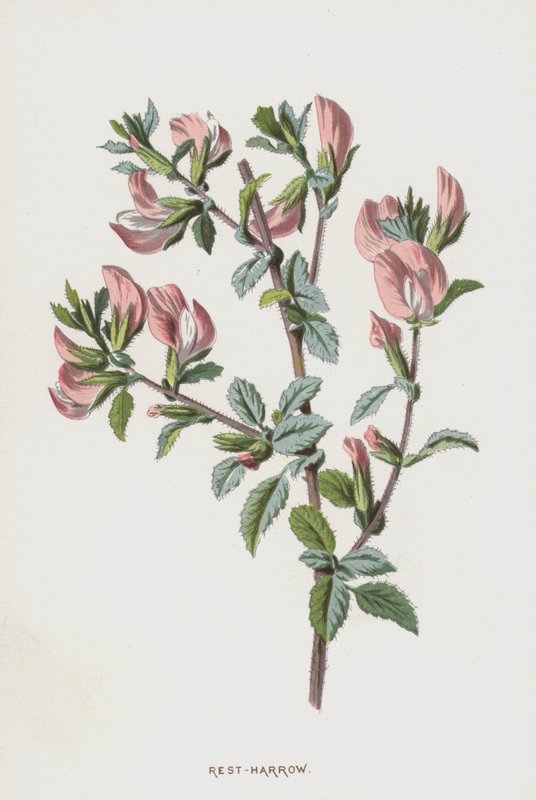 Bibernelle von Frederick Edward Hulme