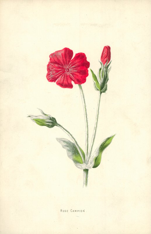 Lichtnelke von Frederick Edward Hulme