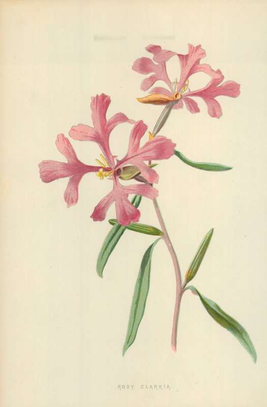Rosafarbene Clarkia von Frederick Edward Hulme