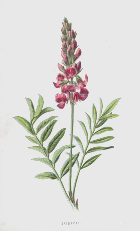 Esparsette von Frederick Edward Hulme