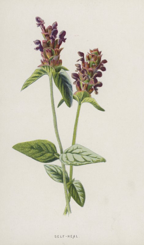 Braunelle von Frederick Edward Hulme