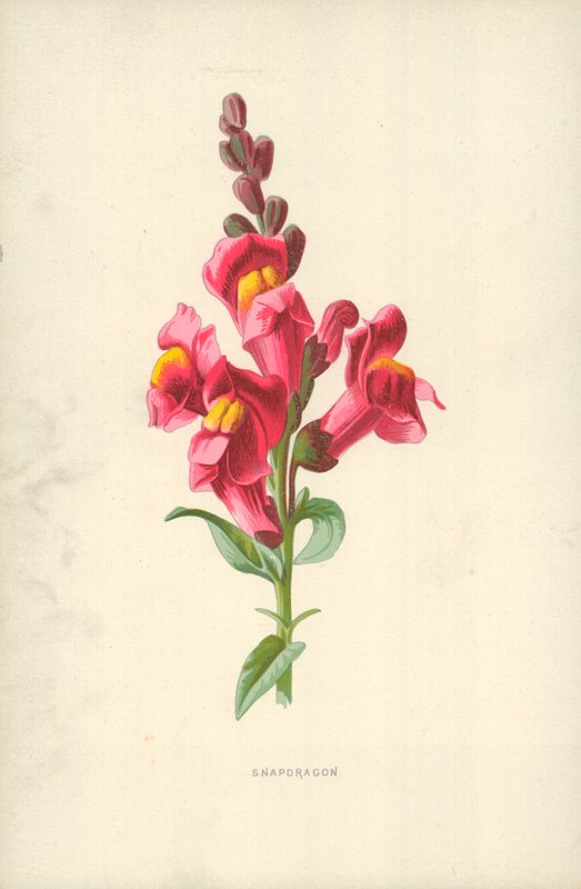 Löwenmaul von Frederick Edward Hulme