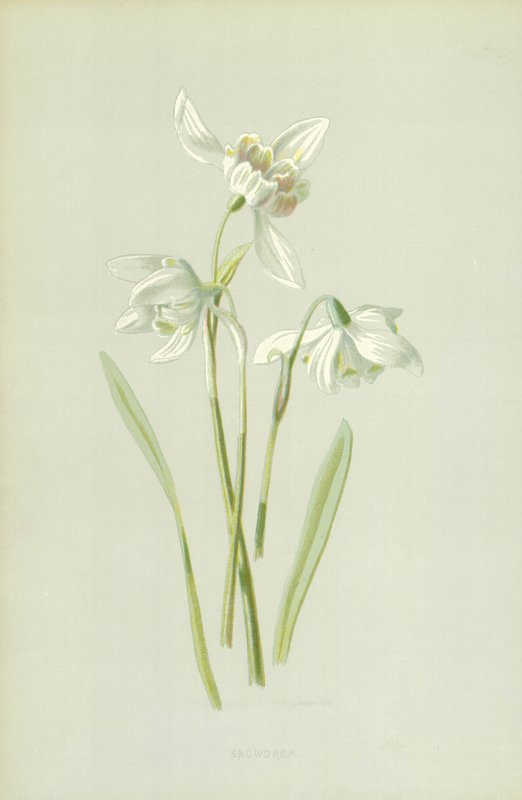Schneeglöckchen von Frederick Edward Hulme