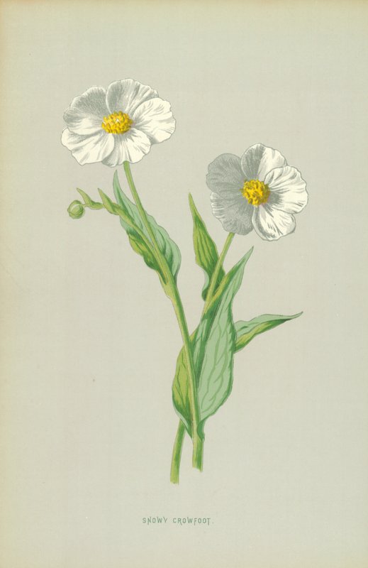 Schneekrähenfuß von Frederick Edward Hulme