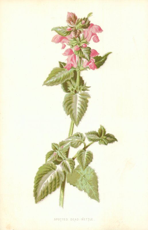 Gefleckte Taubnessel von Frederick Edward Hulme