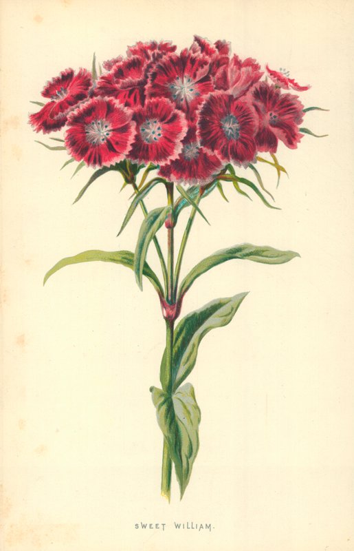 Bartnelke von Frederick Edward Hulme