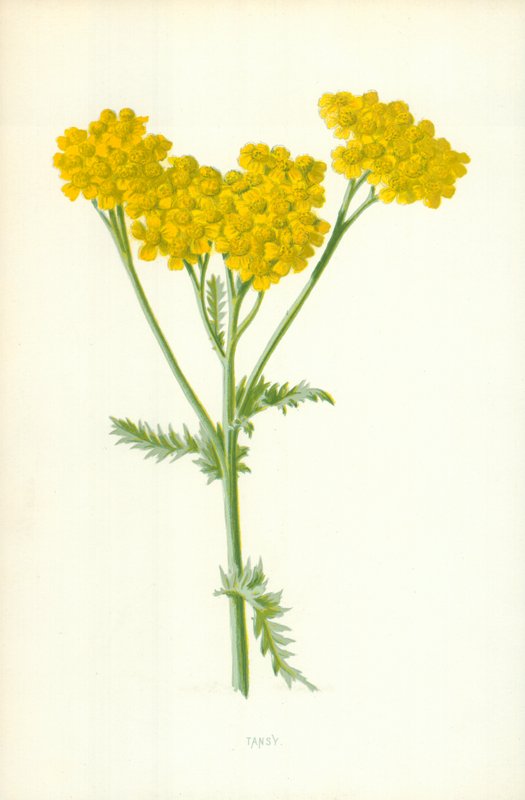 Rainfarn von Frederick Edward Hulme