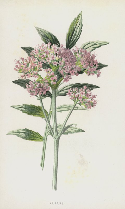 Baldrian von Frederick Edward Hulme